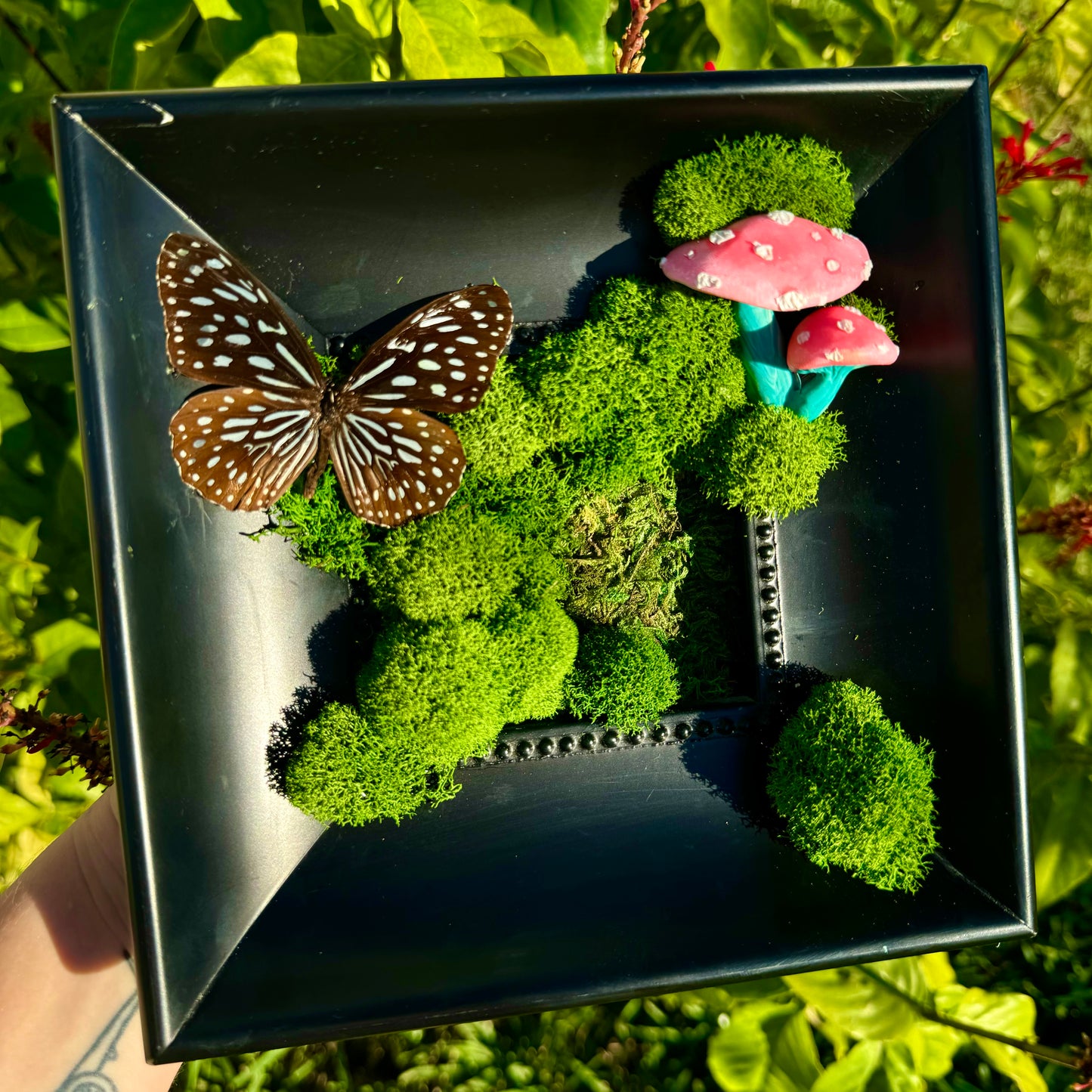 Moss art pink mushrooms and blue tiger butterfly